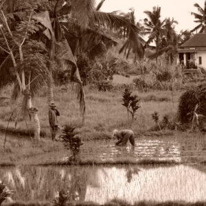 #1 postcard Ubud from demmy