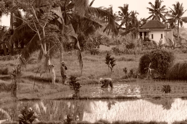 #1 postcard Ubud from demmy